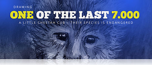 art drawing painting illustration by Stefa Schultze: Cheetah cub portrait detail with endangered species status - wildlife conservation