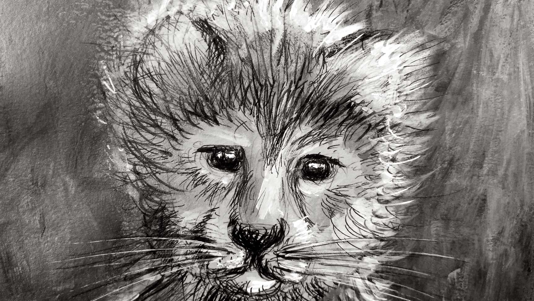 art drawing painting illustration by Stefa Schultze: Cheetah cub portrait, a species with endangered species status - wildlife conservation
