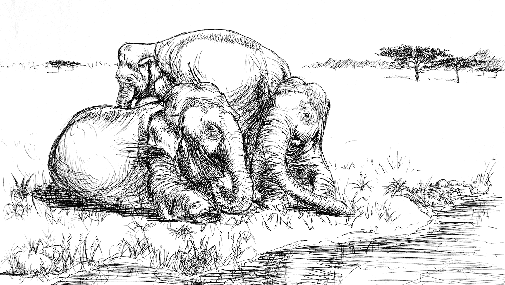 art drawing painting illustration by Stefa Schultze: Cheetah cub portrait detail with endangered species status - wildlife conservation