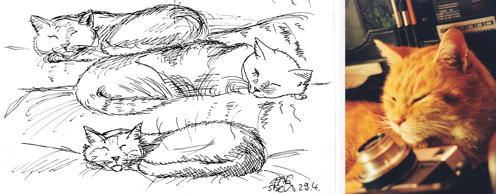 drawing by Stefan Schultze, designer from Berlin, cat., katze, kater, Kater Foxy, cute cat, pencil drawing