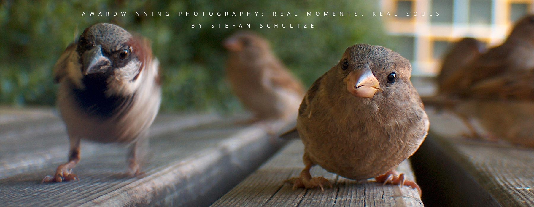 Finaart photography by Stefan Schultze: alittle sparrow or in german Spatz as we say confidently chirping for one of my snacks - I had the cam with me and wasn´t sure if the little feathered fella wanted only my snack or talk to its buddy in the mirror reflection of the lens the closer it got. Finally after I was walking away a little crowd of 10-15 birds followed me in the same manner on the way walking and jumping, loudly chirping until they finally flew away :) 
