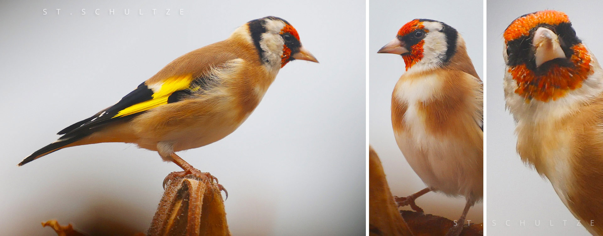 buntfink, buntfinken, Carduelis Carduelis, city birds, finch, colourful finch, colorful finch, finches, vogelfotografie, vogel, bird, naturfotografie, wildlife, wildlife photography by Stefan Schultze from Berlin