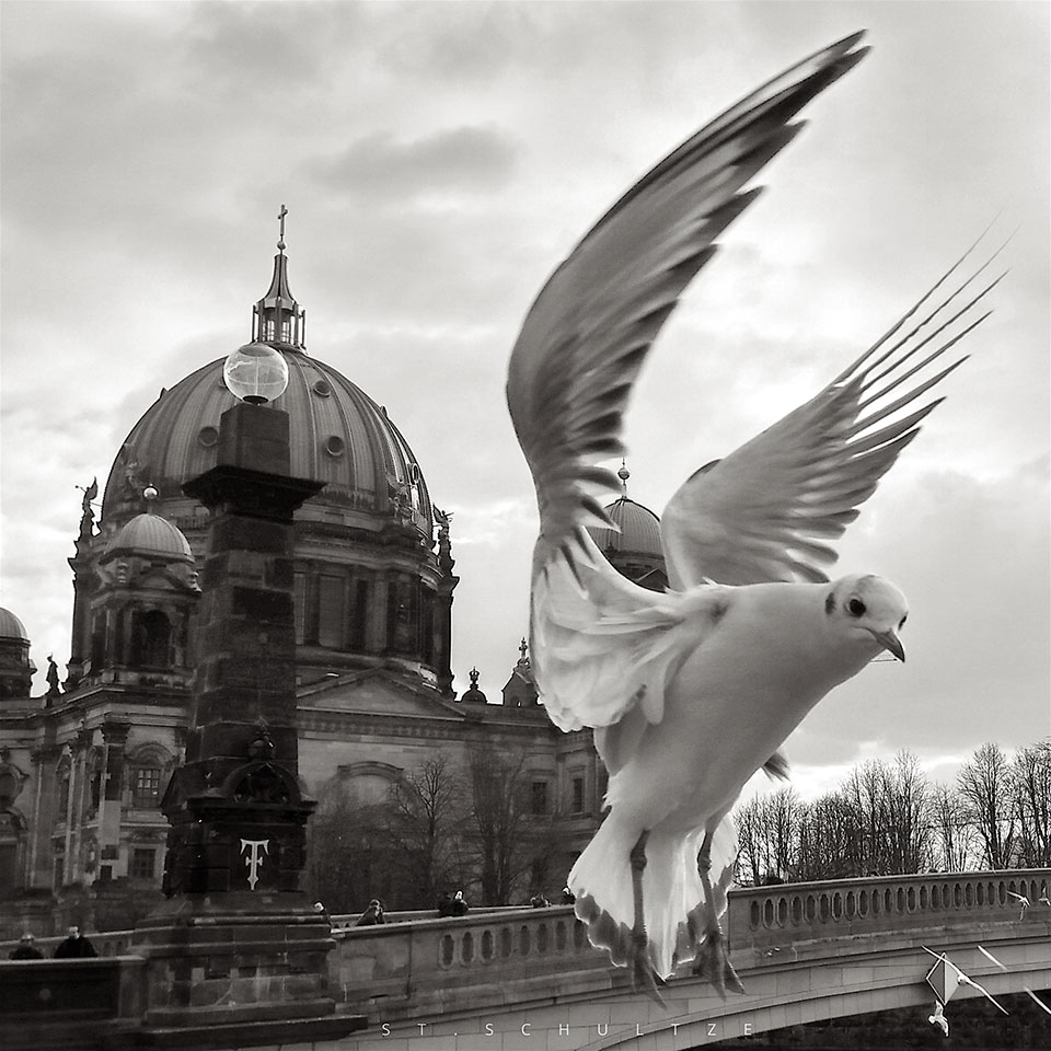 Berlin Dome meets birds of a feather - flying acrobat posing: Seagull cruising the city - iconic architecture with some feathered fellasiconic landmark. visit Berlin and see this