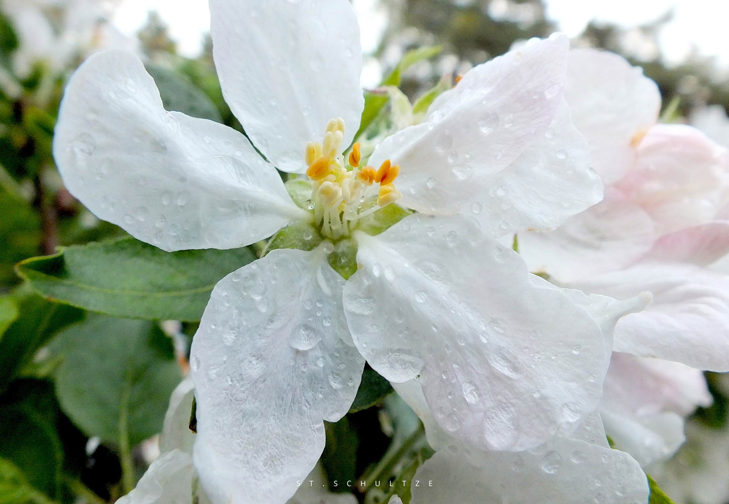 foodphotography, Foodfotografie, foodphotography, Apfelbluete, Apfelb&uuml;te, Appletree blossom, apple blossom, flowers, bloom, Berlin