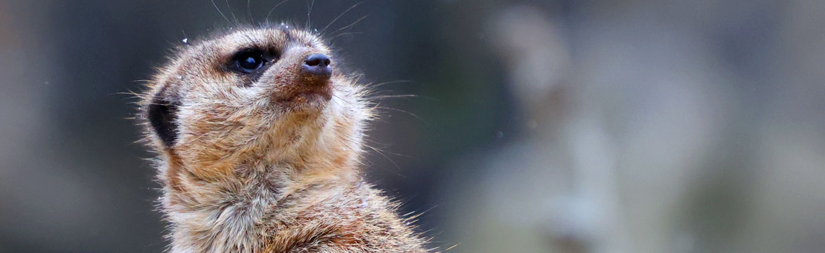 Meercar, Erdmaennchen, wildlife conservation, wildlife photography