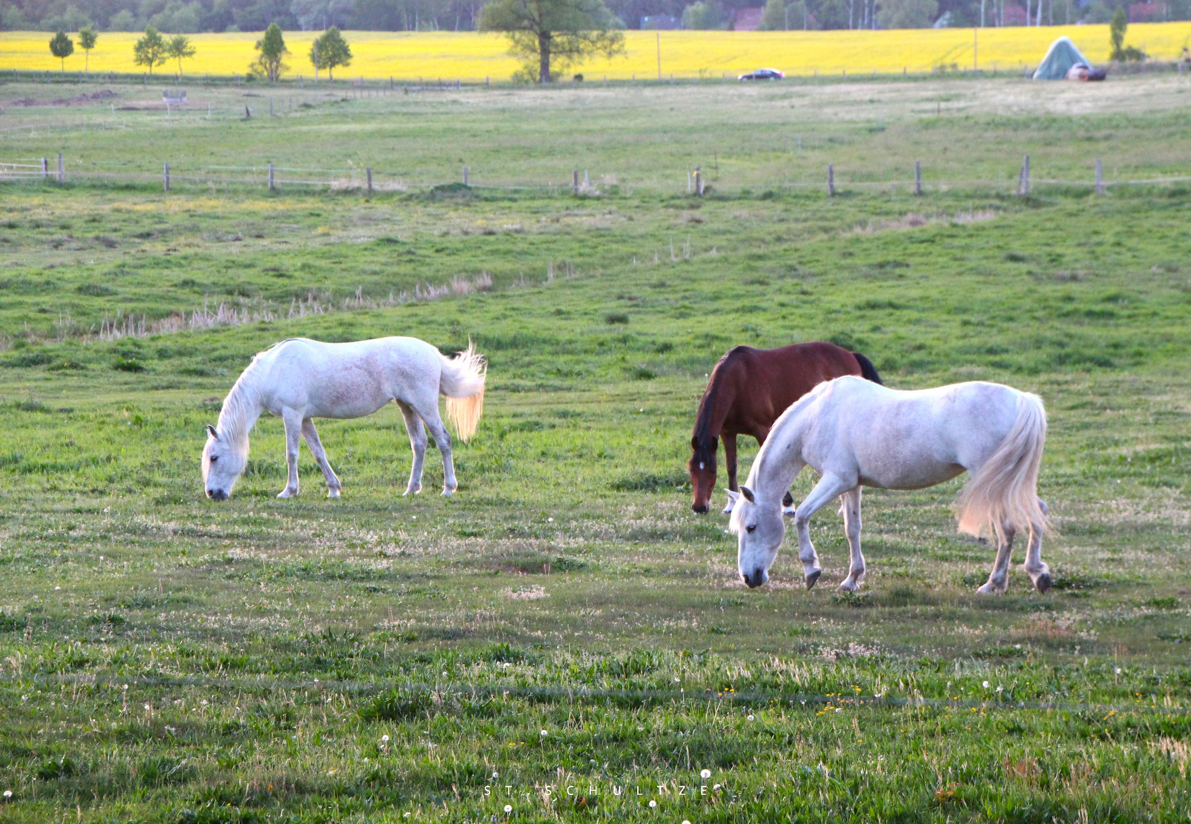 White horses moment ...  lunchbreak at sunset, travel photography by Stefan Schultze