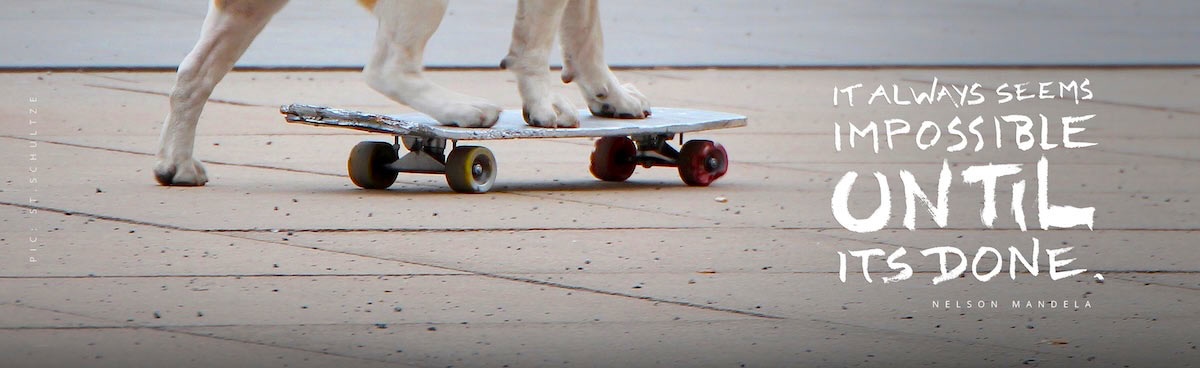 skateboarding bulldog, photo by Stefan Schultze, Designer from Berlin.